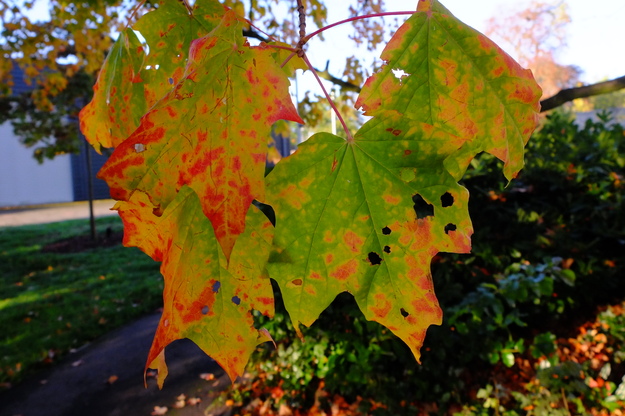 October close-up photo