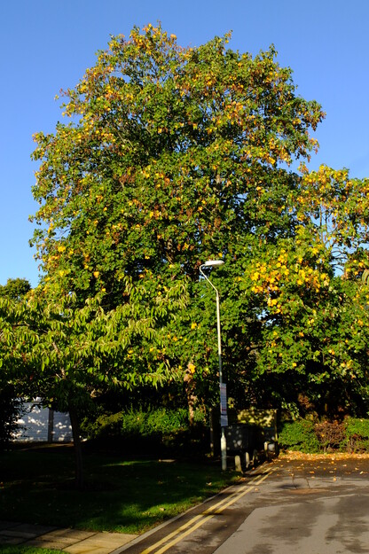 October tree photo