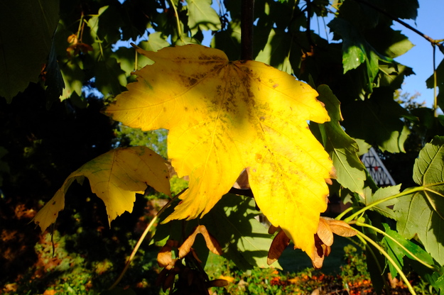 October close-up photo