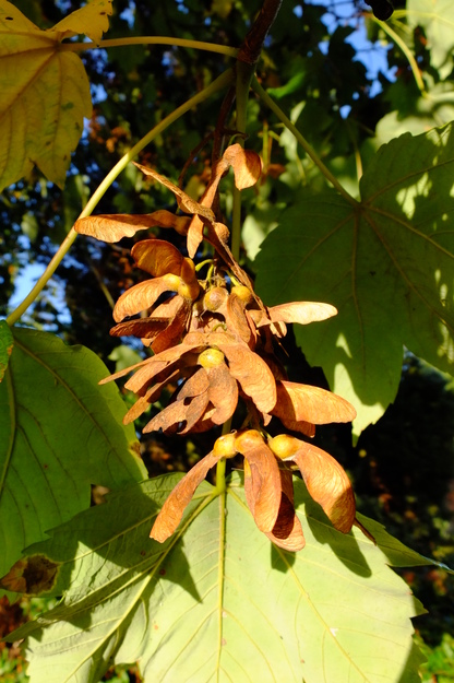 October close-up photo