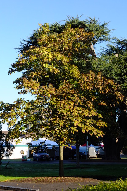 October tree photo