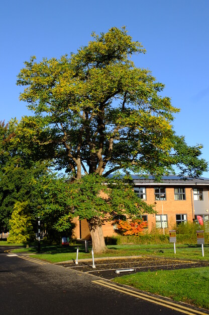 Photo of Robinia pseudoacacia