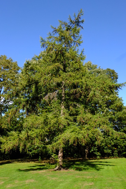 October tree photo