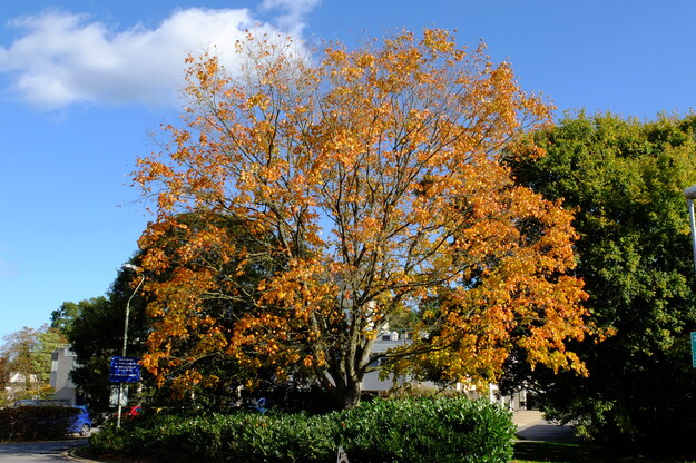 October tree photo