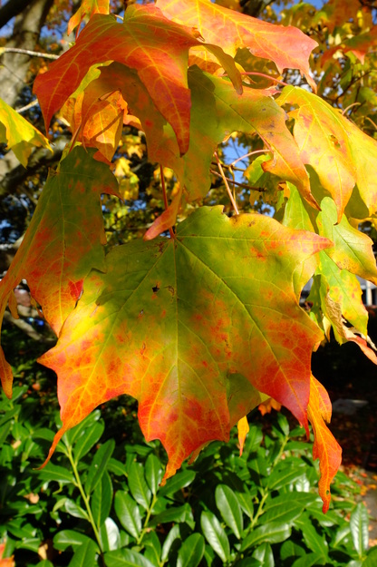 October close-up photo