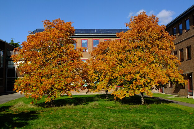 Photo of Aesculus flava