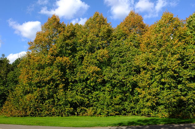 October tree photo