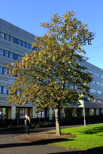 Palmer Quad tree photo