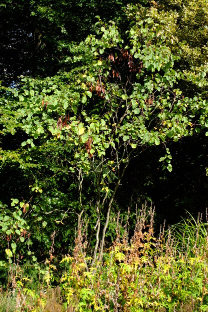 Harris Garden tree photo