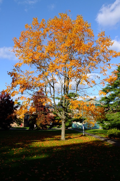Photo of Acer saccharum