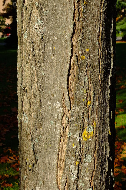 October close-up photo