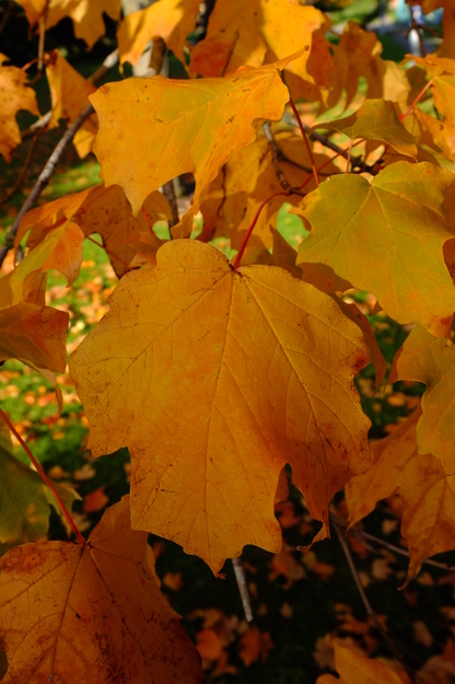 October close-up photo
