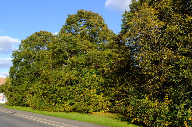 Polly Vacher West tree photo