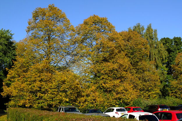 Miller Wager Triangle tree photo