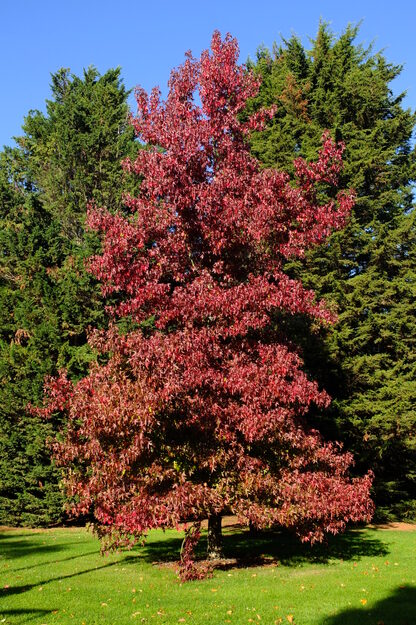 October tree photo