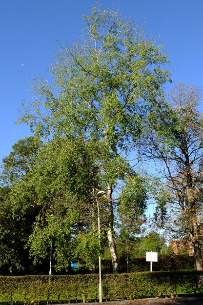 Carpark Eat tree photo