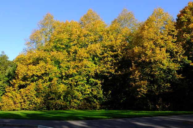 October tree photo