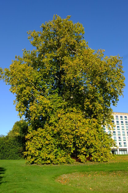 Windsor lawn tree photo