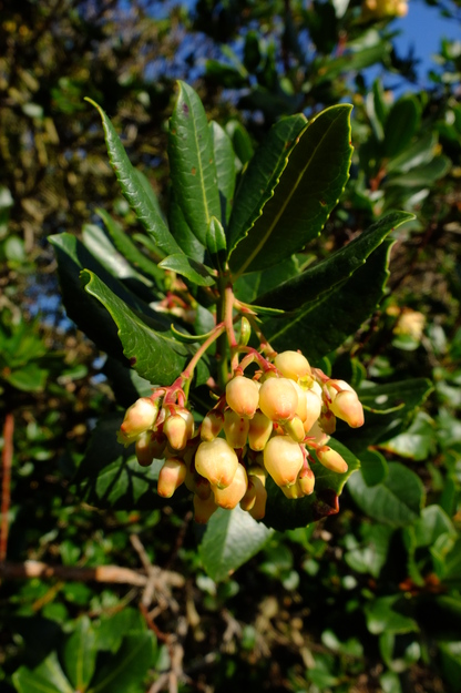 October close-up photo