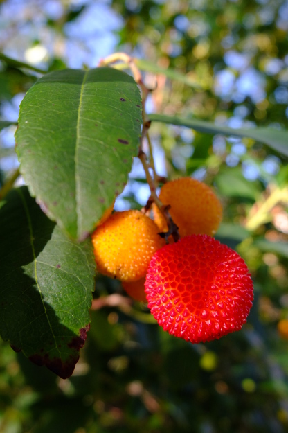 October close-up photo