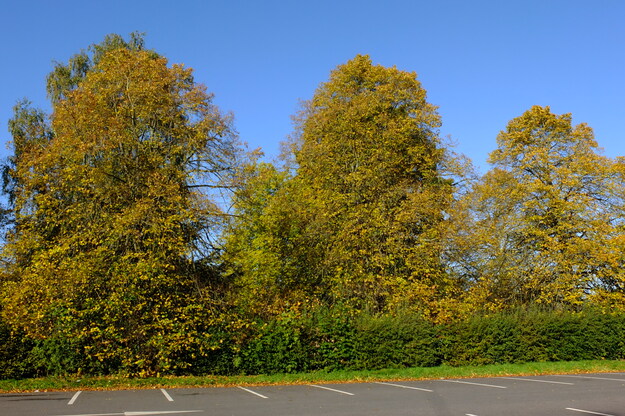 Miller Wager Triangle tree photo