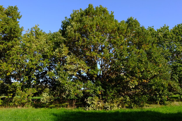 October tree photo
