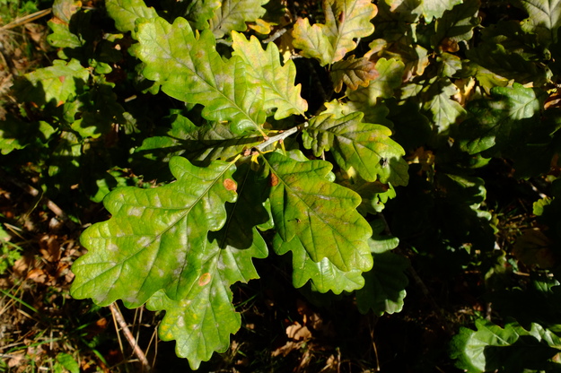 October close-up photo