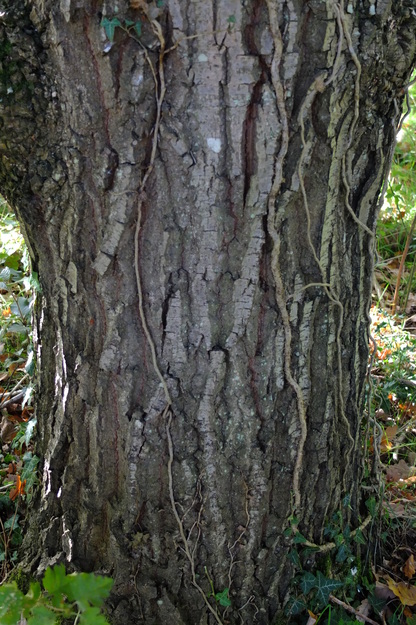 October close-up photo