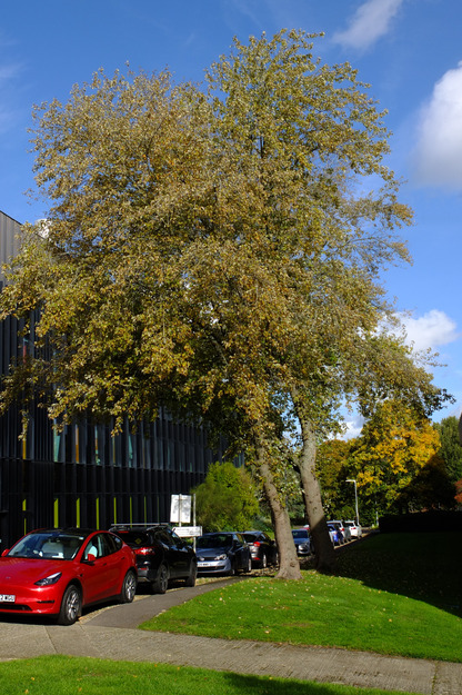 Zuckerman West tree photo