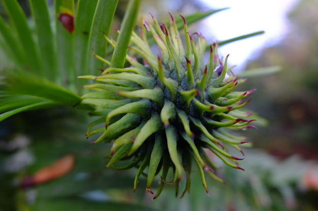 October close-up photo