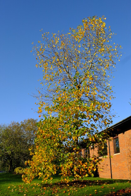 November tree photo