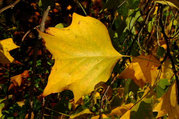 November close-up photo