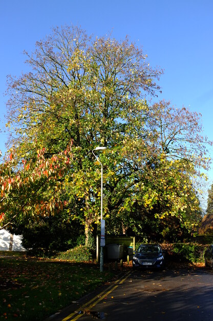 November tree photo
