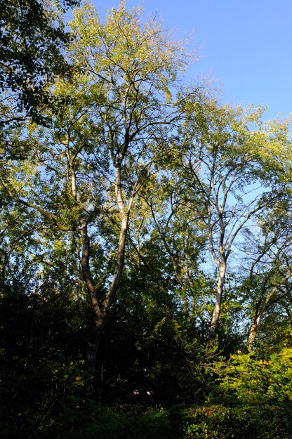 Miller Wager triangle tree photo