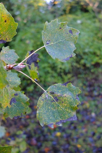 November close-up photo
