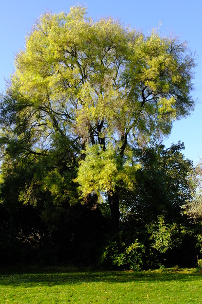 Photo of Fraxinus angustifolia