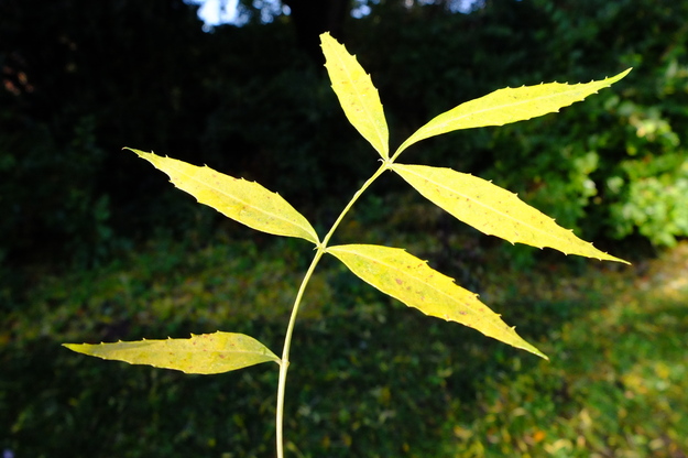 November close-up photo
