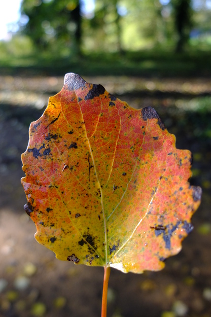 November close-up photo