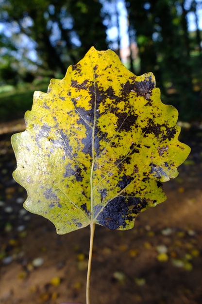 November close-up photo