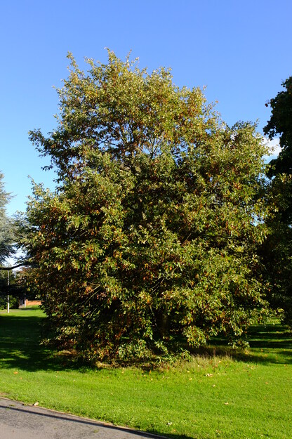 November tree photo