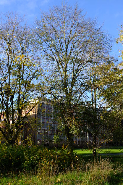 November tree photo