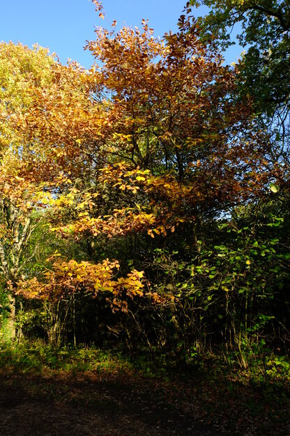 East lakeside tree photo