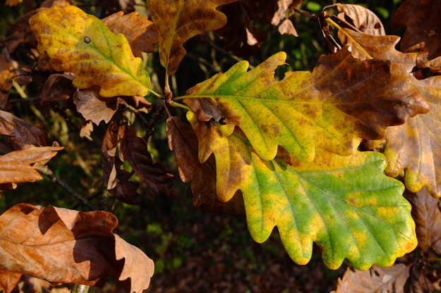 November close-up photo