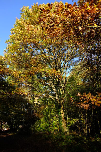 East lakeside tree photo