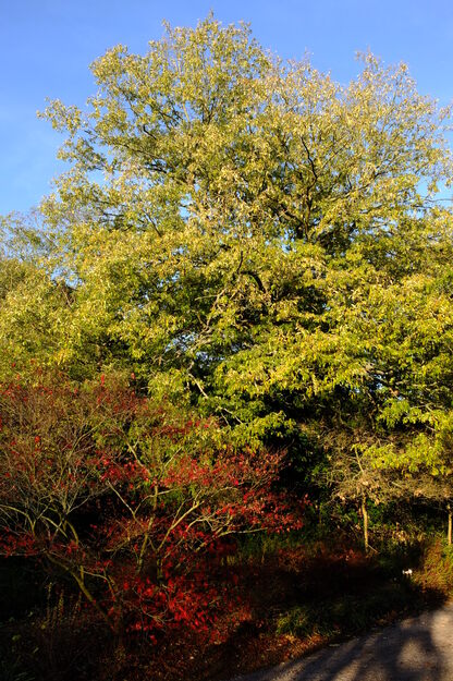 Harris Garden tree photo