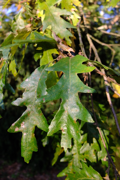 November close-up photo