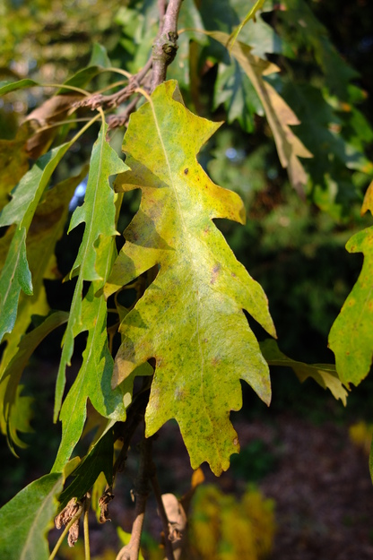 November close-up photo