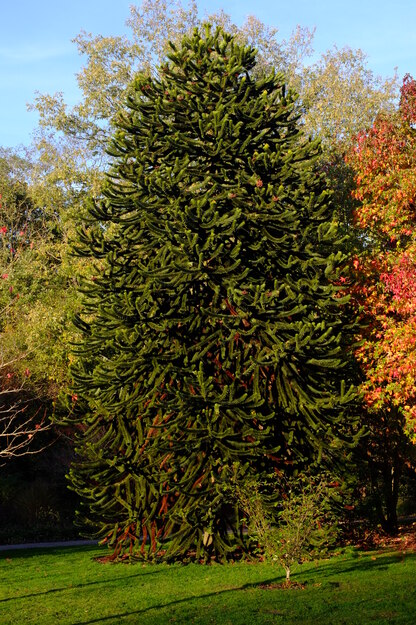 November tree photo