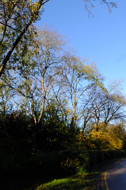 November tree photo