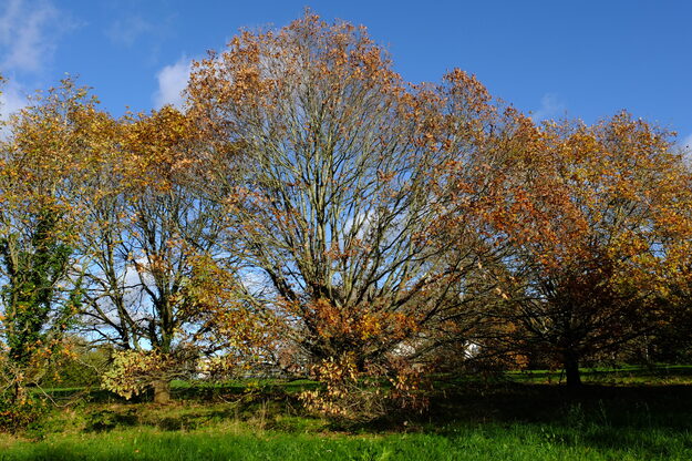 Earley Gate Way tree photo